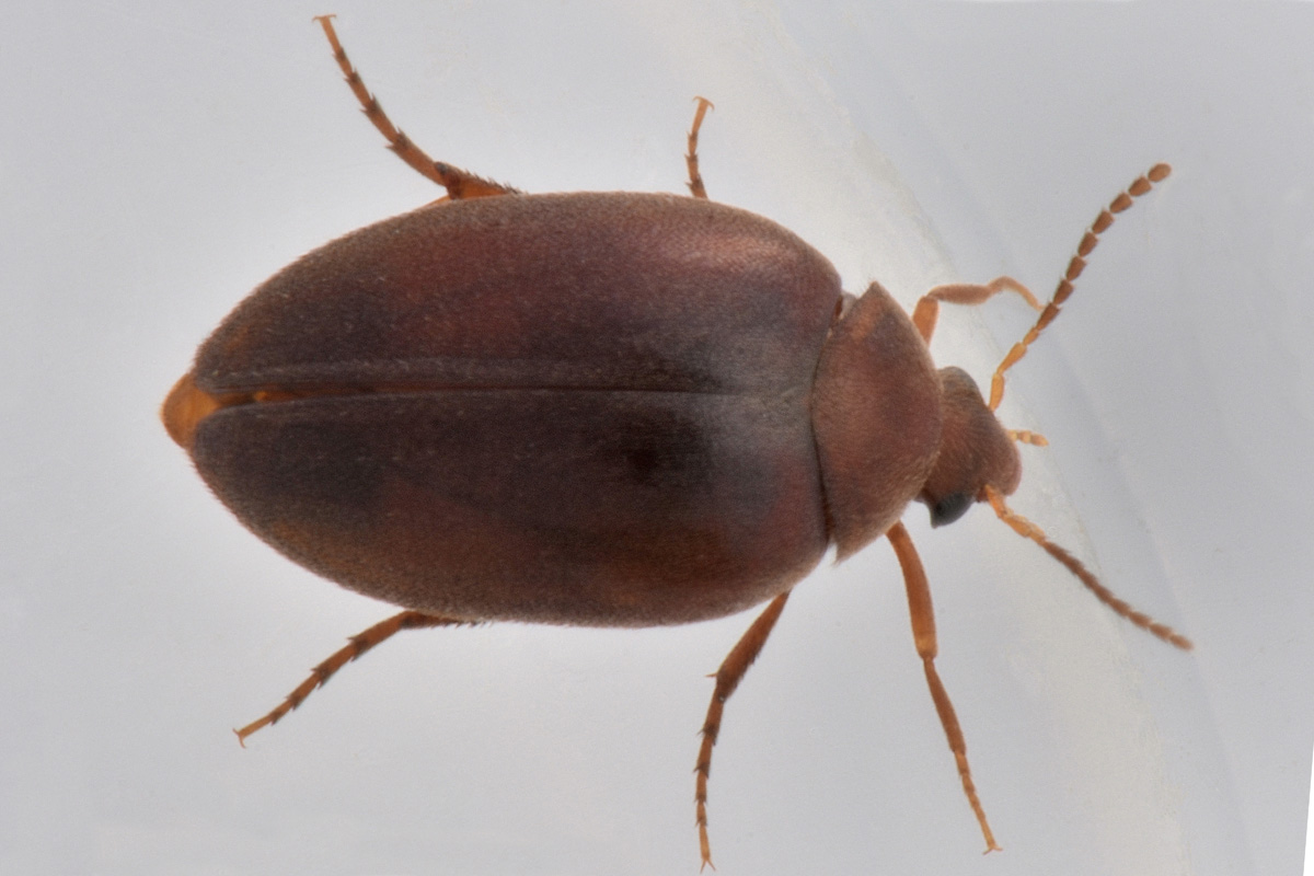 Eucinetidae: Nycteus meridionalis